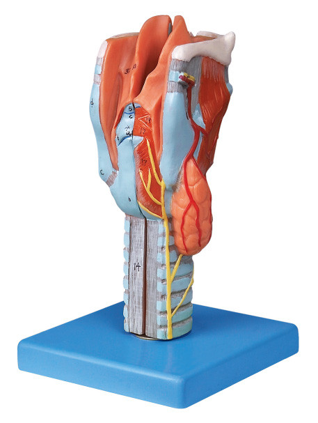 সহকর্মী প্রশিক্ষণ জন্য জীবন আকার sectioned larynx মানব শারীরিক মডেল