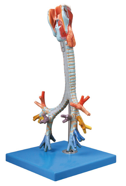 সিই অনুমোদিত মানের মানব অনাক্রম্য মডেল Trachea, ব্রোংকিয়াল প্রশিক্ষণ পুতুল