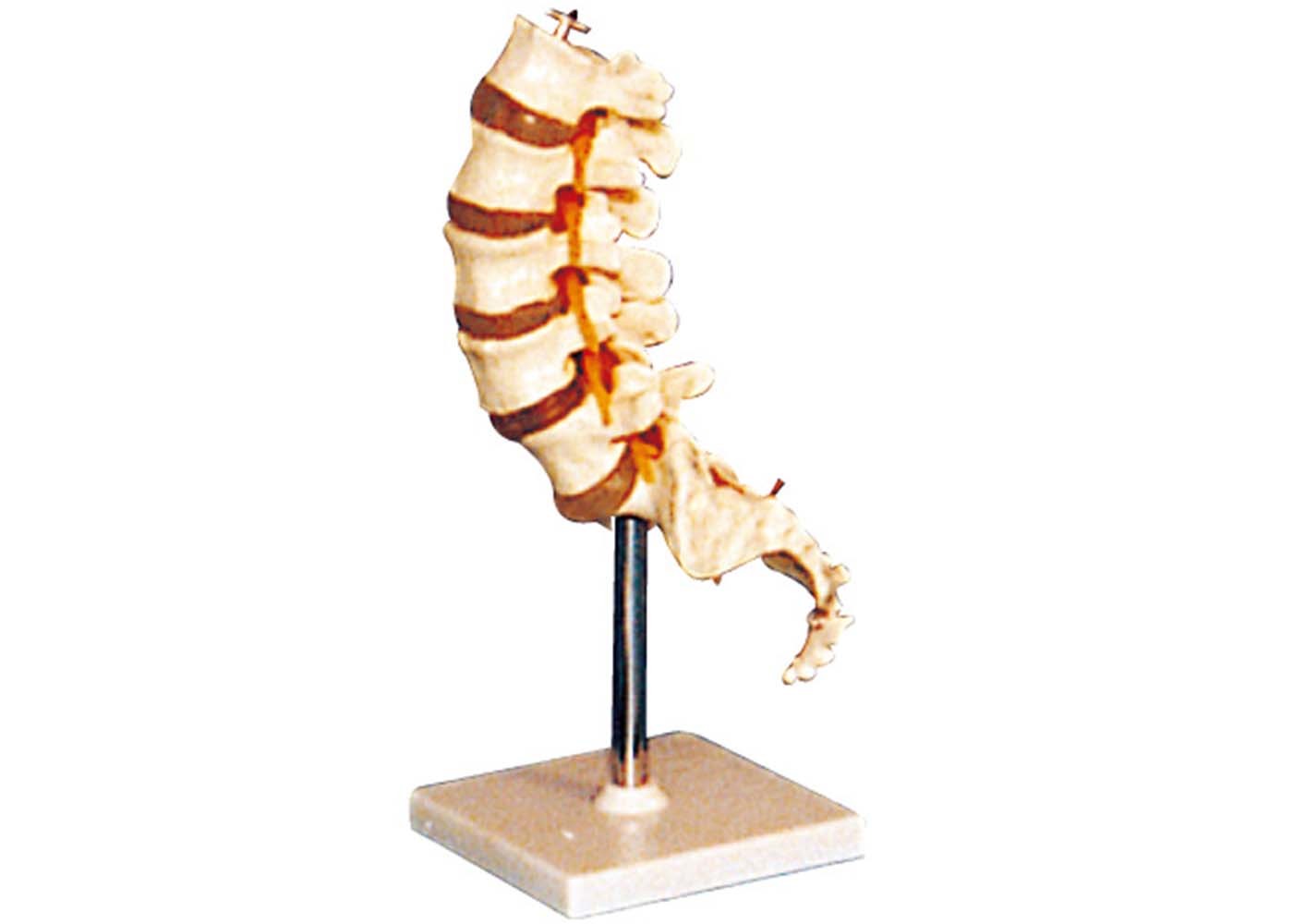 Lumbar Vertebra fixed on base plate   Human Anatomy Model  for college training