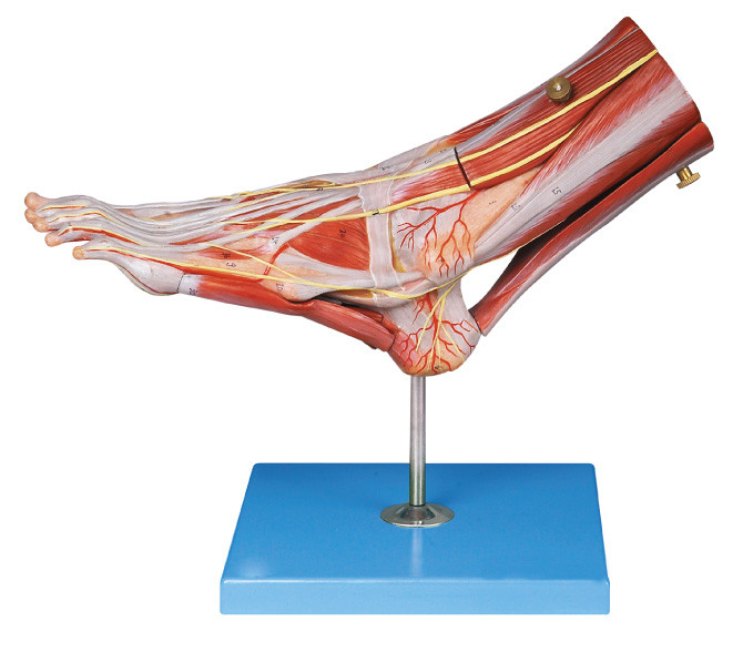 Muscles of Foot  Human  Anatomy Model with main vessels and Nerves for anatomy structure demonstrate