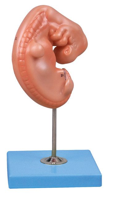 4 weeks old Embryo  Human  Anatomy Model mounted on a stand