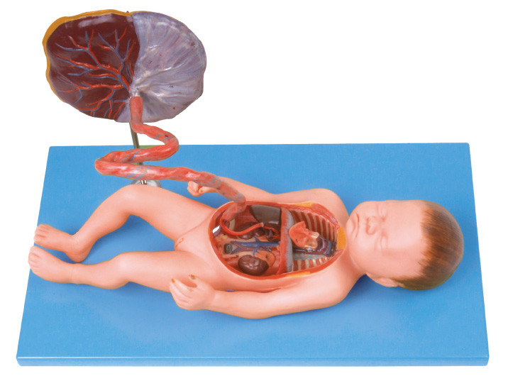 Fetal circulatory system Human  Anatomy Model for nursing school training