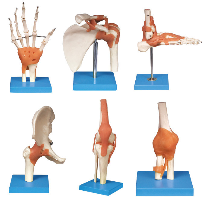 Joint series (shoulder ,elbow,hip ,knee, hand ,foot ) Human  Anatomy Model education tool