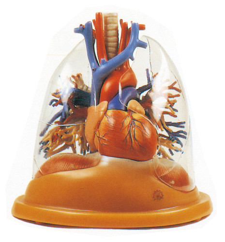 Transparent  Lung ,Trachea and Bronchial Tree with heart Human Anatomy Model for nursing school