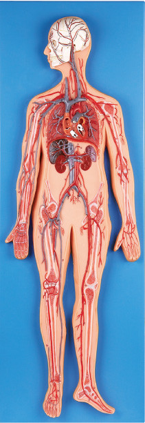 Circulatory system  Anatomy Model introduce  main arteries and vein