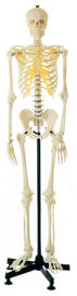 Artificial Human skeleton  Human Anatomy Model for anatomic structure learning