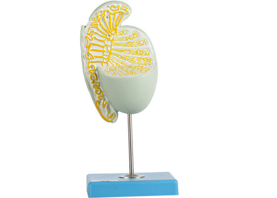 মেডিকেল স্কুলের প্রশিক্ষণের জন্য ইনার স্ট্রাকশন ম্যাগনিফাইড টেস্টিকল মডেল