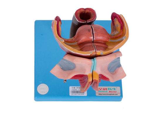 কলেজের প্রশিক্ষণের জন্য মহিলা বহিরাগত এবং অভ্যন্তরীণ যৌনাঙ্গের অঙ্গ মডেল